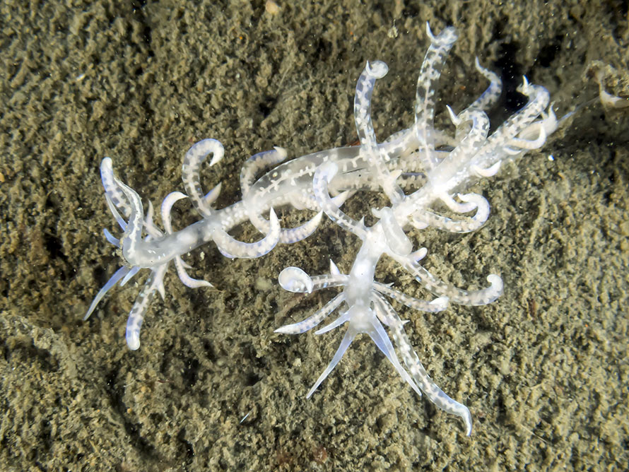 Phyllodesmium iriomotense